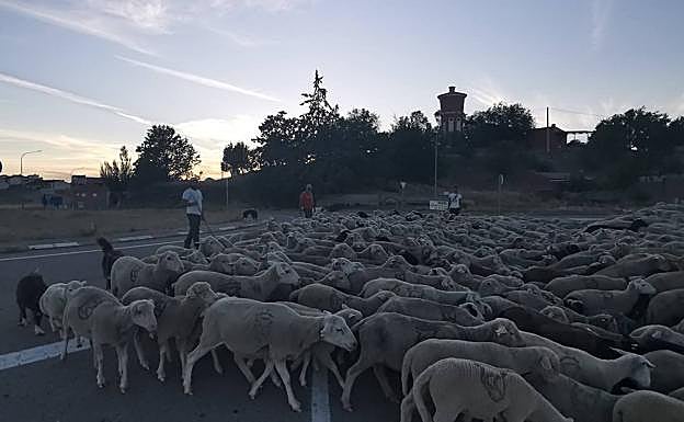 Ovejas a su paso por Torrelobatón 