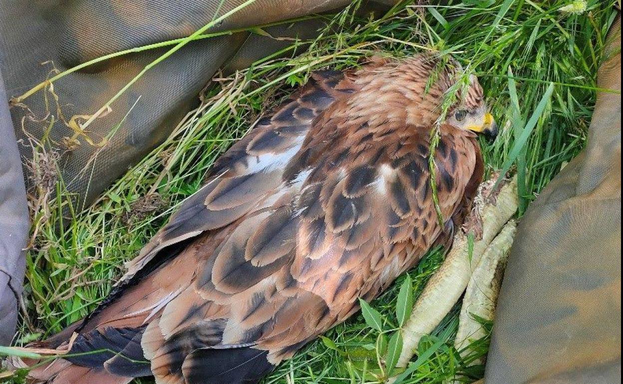 Pollo de milano real rescatado por agentes medioambientales de la Junta en la provincia segoviana. 