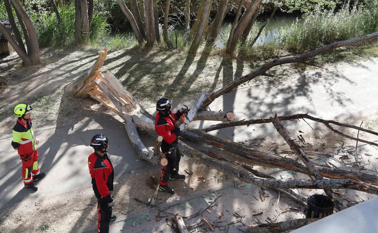 Los bomberos retiran el árbol que cayó el pasado lunes sobre los carriles bici y de paseo junto al Puente Mayor.