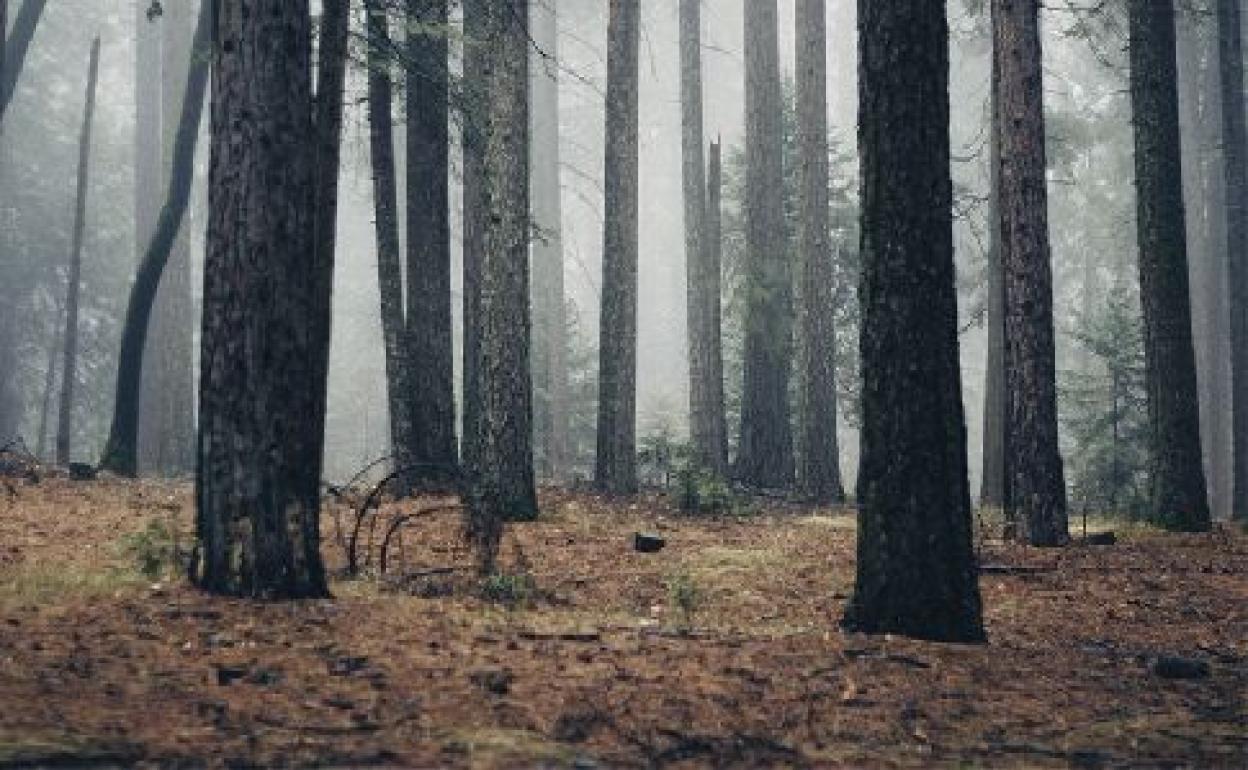 Bosques de Soria