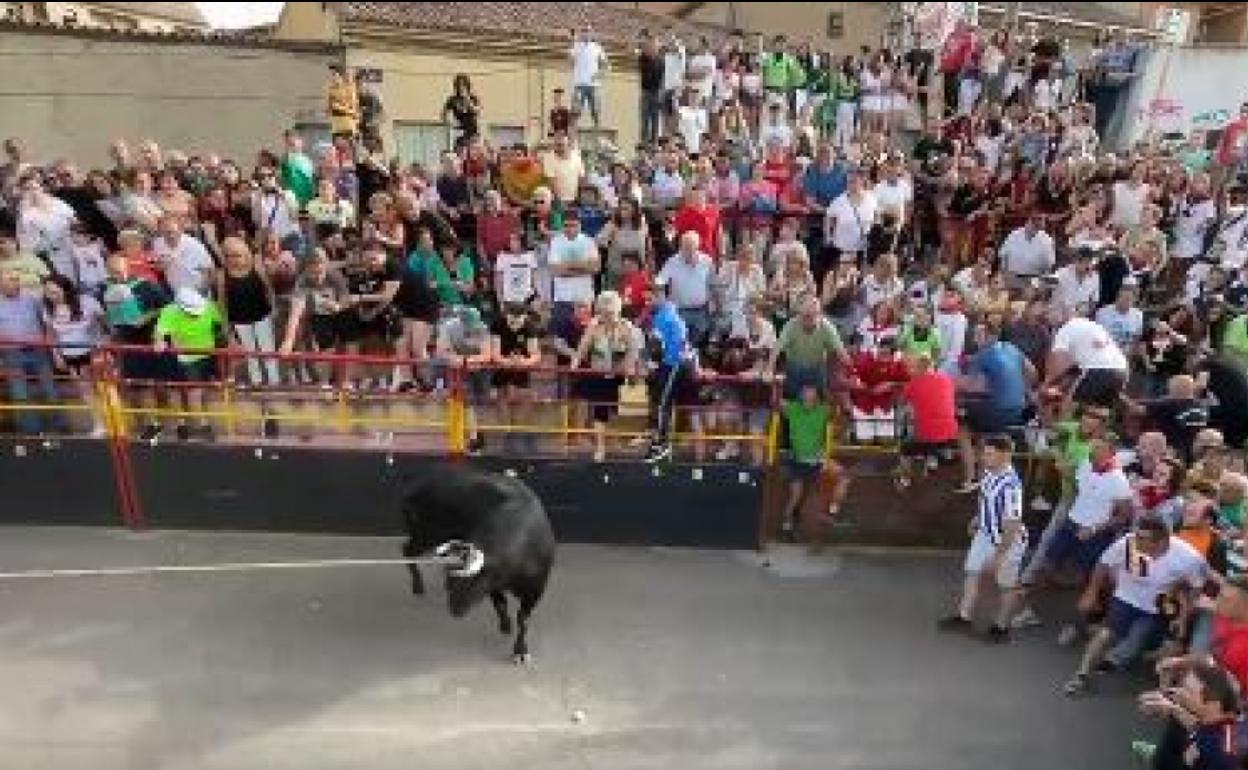 Carrera del torito del alba de Benavente.