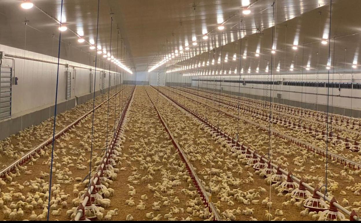 Castilla y León: UPA alerta del «posible desabastecimiento» de carne de pollo en octubre