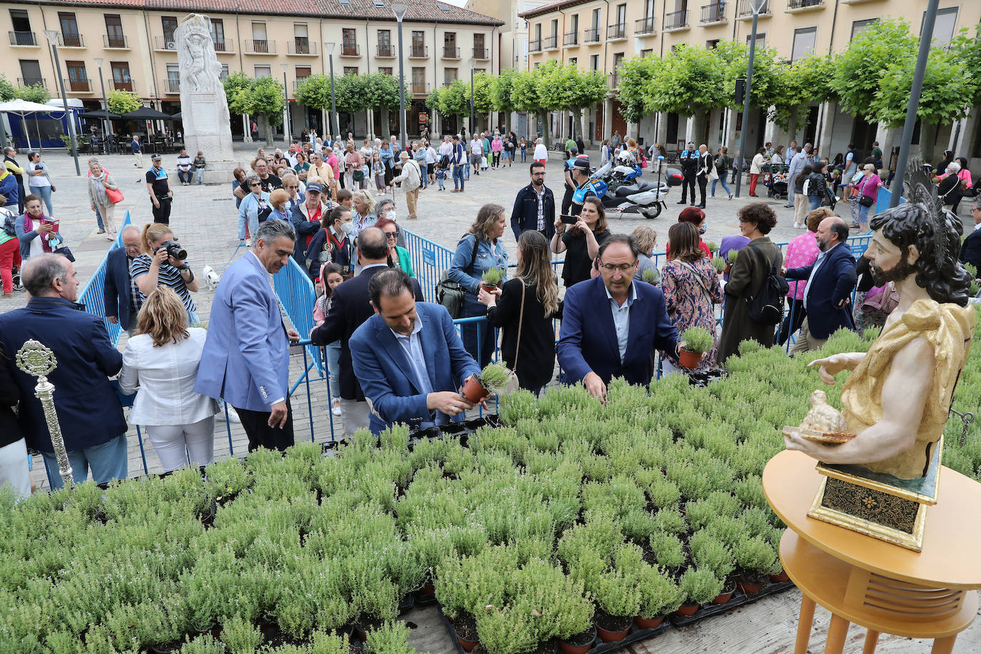 Fotos: Reparto del tomillo de San Juan en Palencia