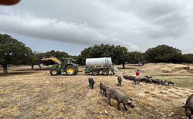 Un ganadero salmantino deposita agua en una charca para que beban los cerdos. 