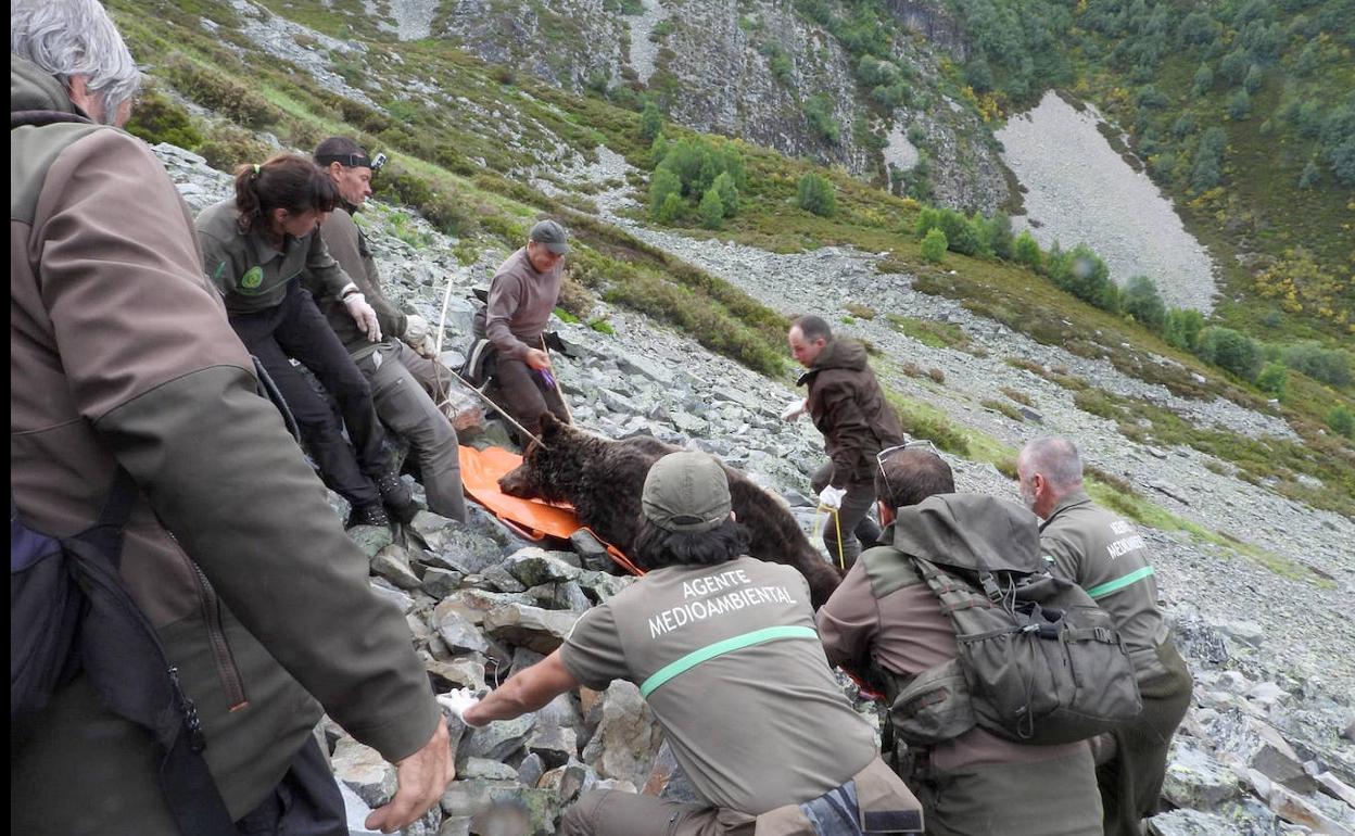 Agentes medioambientales, guardias civiles y personal de la Fundación Oso Pardo retiran el cadáver del oso en la ladera del Pico Miro de Valdeprado.