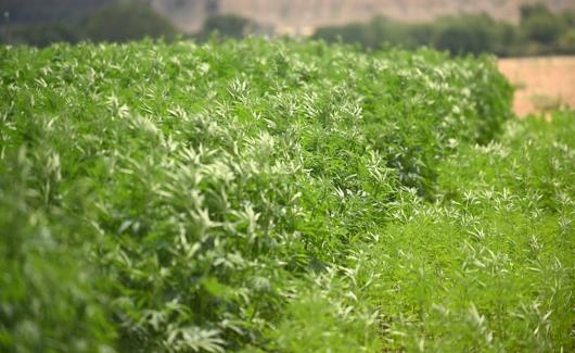 Plantación de cáñamo en Zamadueñas.
