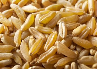 Imagen secundaria 1 - Plantaciones de amaranto, trigo turánicum y chía en las instalaciones de Itacyl.