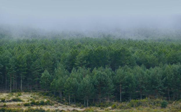 Niebla sobre el frondoso escenario de la sierra. 