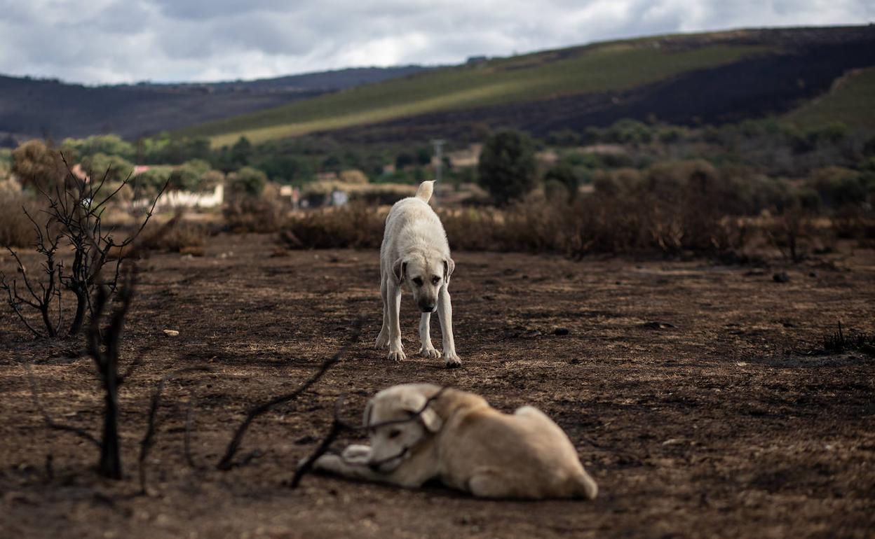 Dos perros, desorientados por el suelo calcinado en La Culebra. 