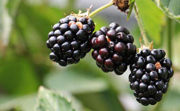 Moras. 