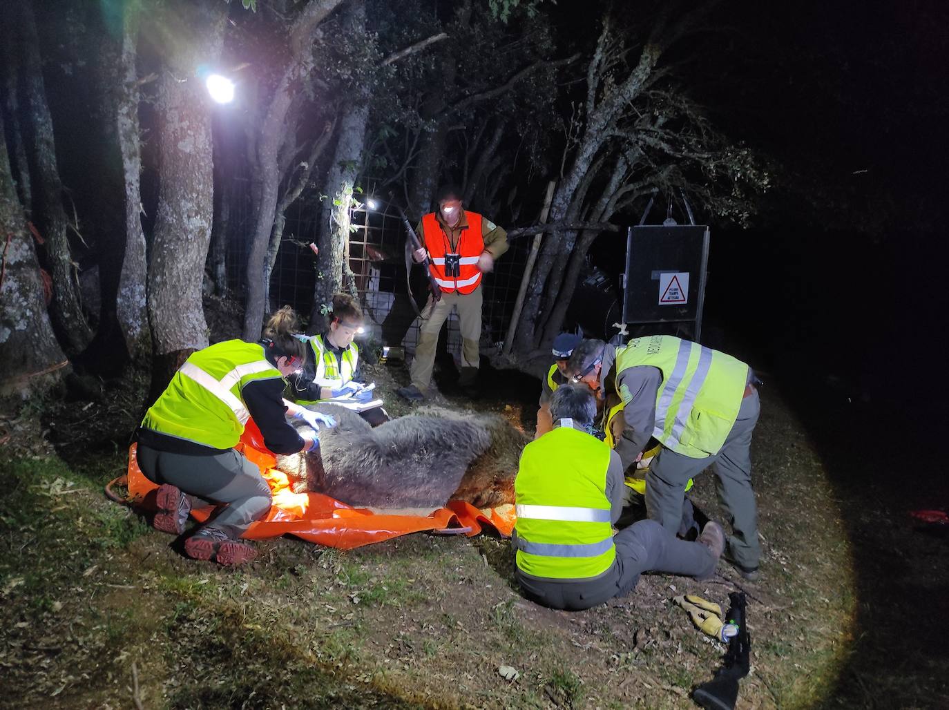 Técnicos de la Junta, en la colocación del collar al oso. 