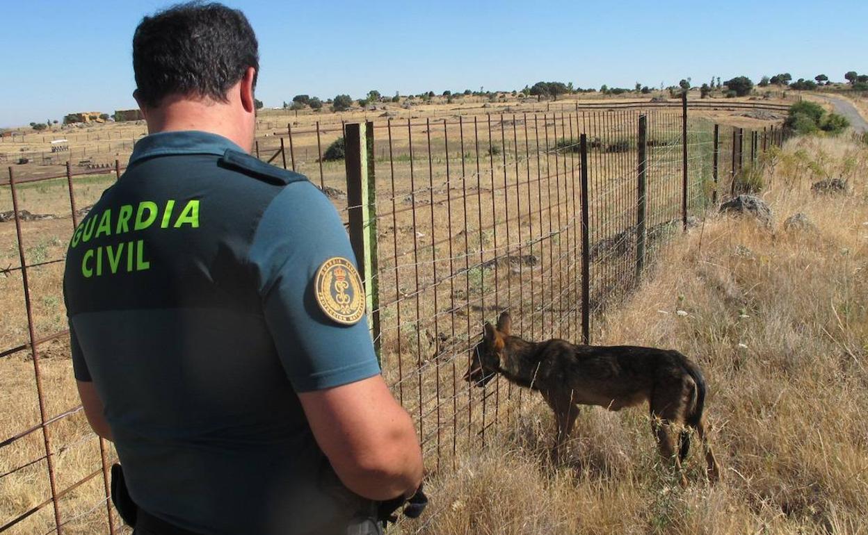 Guardia Civil junto al lobo cuya cabeza quedó atrapada en una valla en El Cubillo (Segovia). 