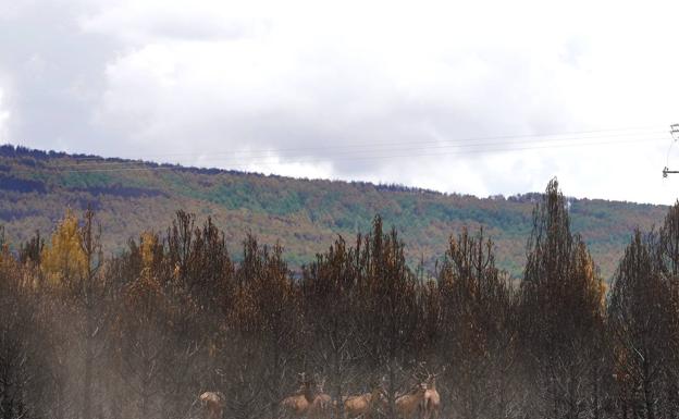 La Junta destina 800.000 euros para abastecer de agua los municipios del incendio de la Culebra 