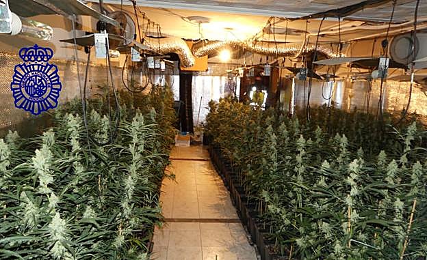 Interior de la plantación desmantelada.