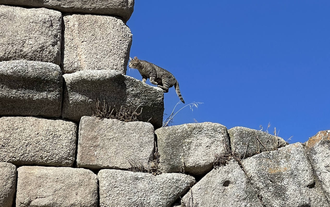 El gato salta entre los sillares del Acueducto.