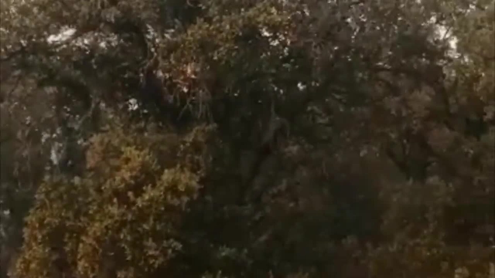 Un incendio forestal en Castronuño obliga a interrumpir la circulación ferroviaria
