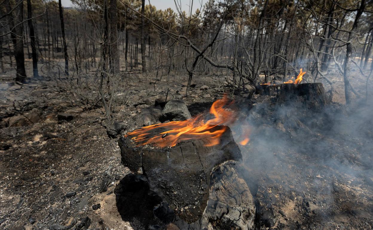 Salamanca: Los medios aéreos se retiran del incendio de Monsagro por los fuertes vientos existentes