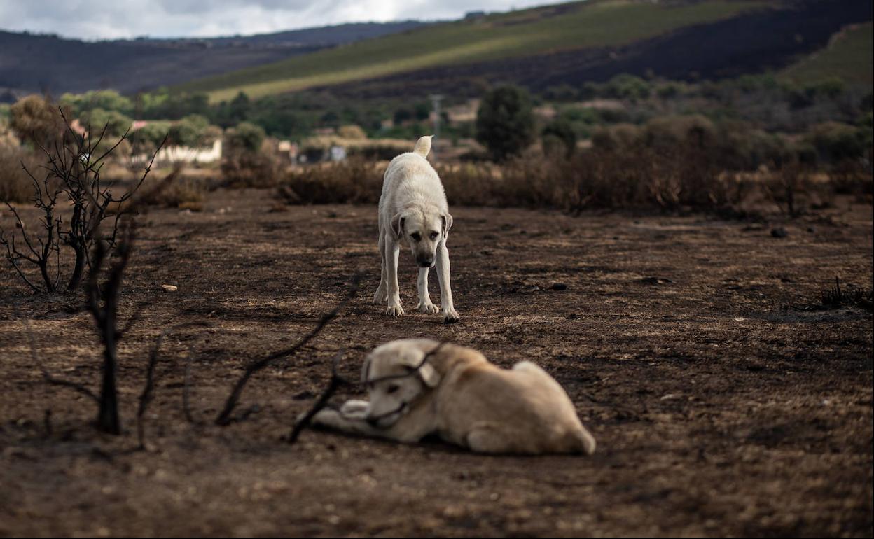 Dos perros tras el incendio de la Sierra de la Culebra.