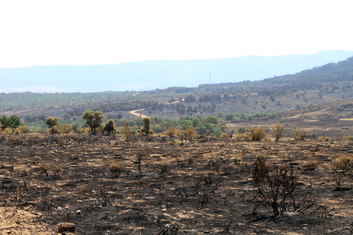 Terreno de pinar en el piedemonte de la sierra calcinado por el fuego declarado el pasado viernes en Navafría. 