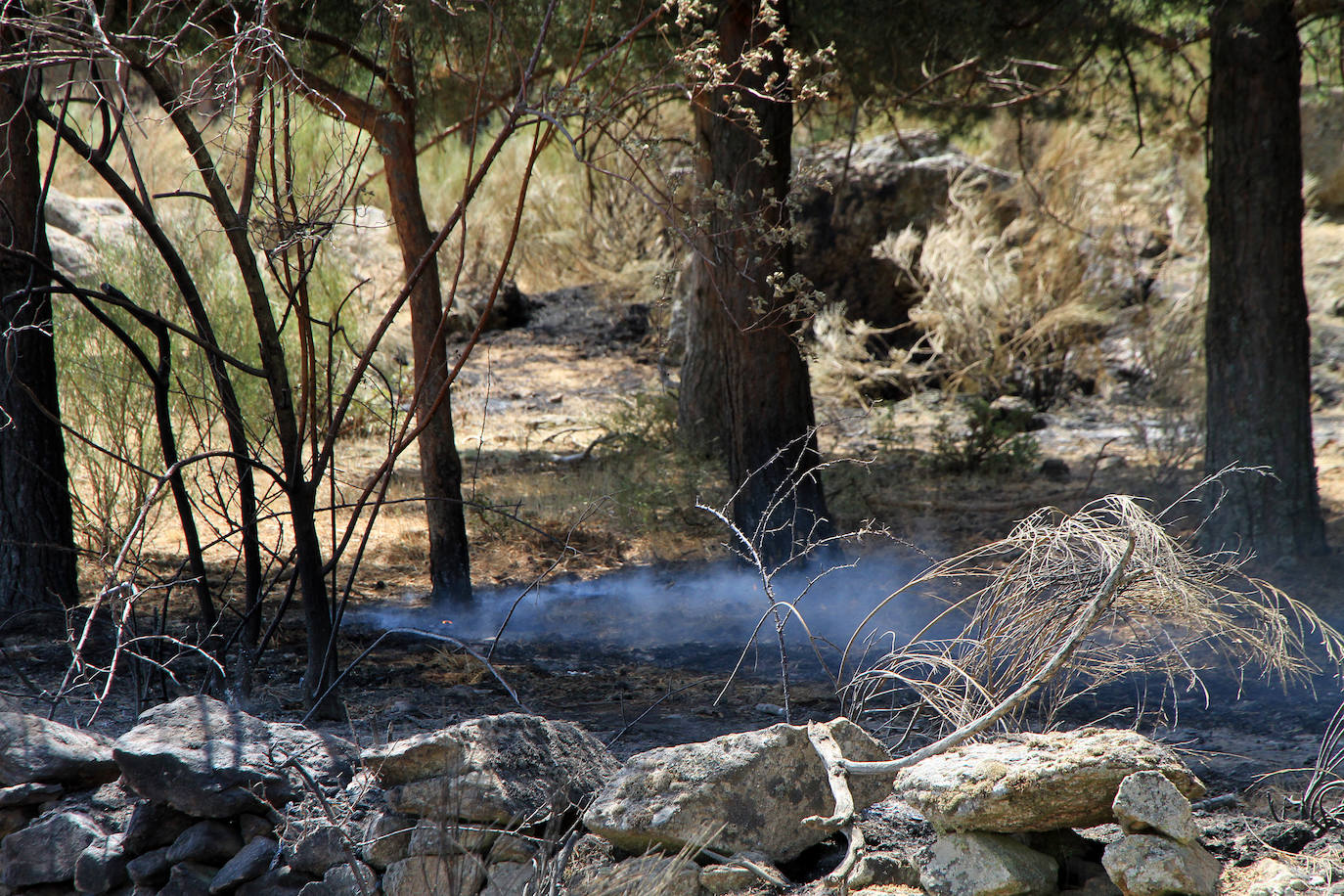 Terreno de pinar en el piedemonte de la sierra calcinado por el fuego declarado el pasado viernes en Navafría. 