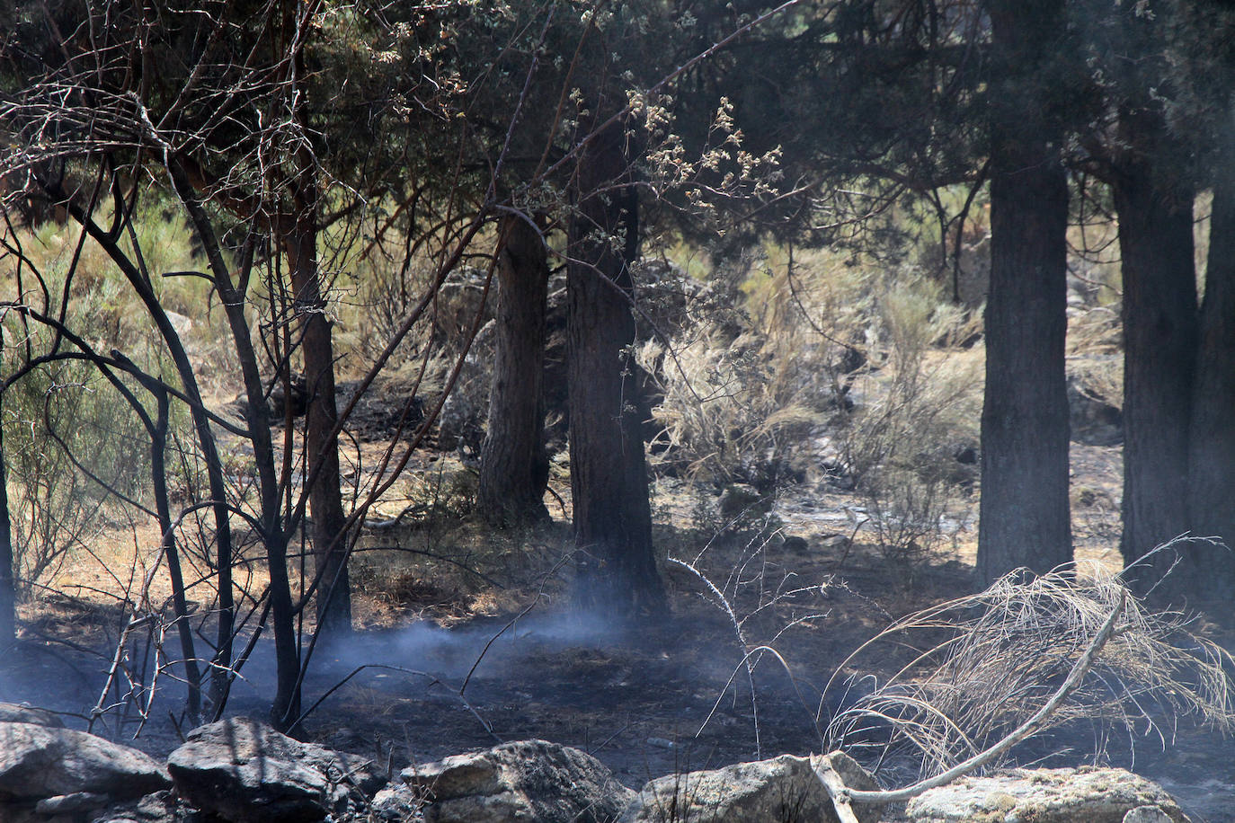 Terreno de pinar en el piedemonte de la sierra calcinado por el fuego declarado el pasado viernes en Navafría. 