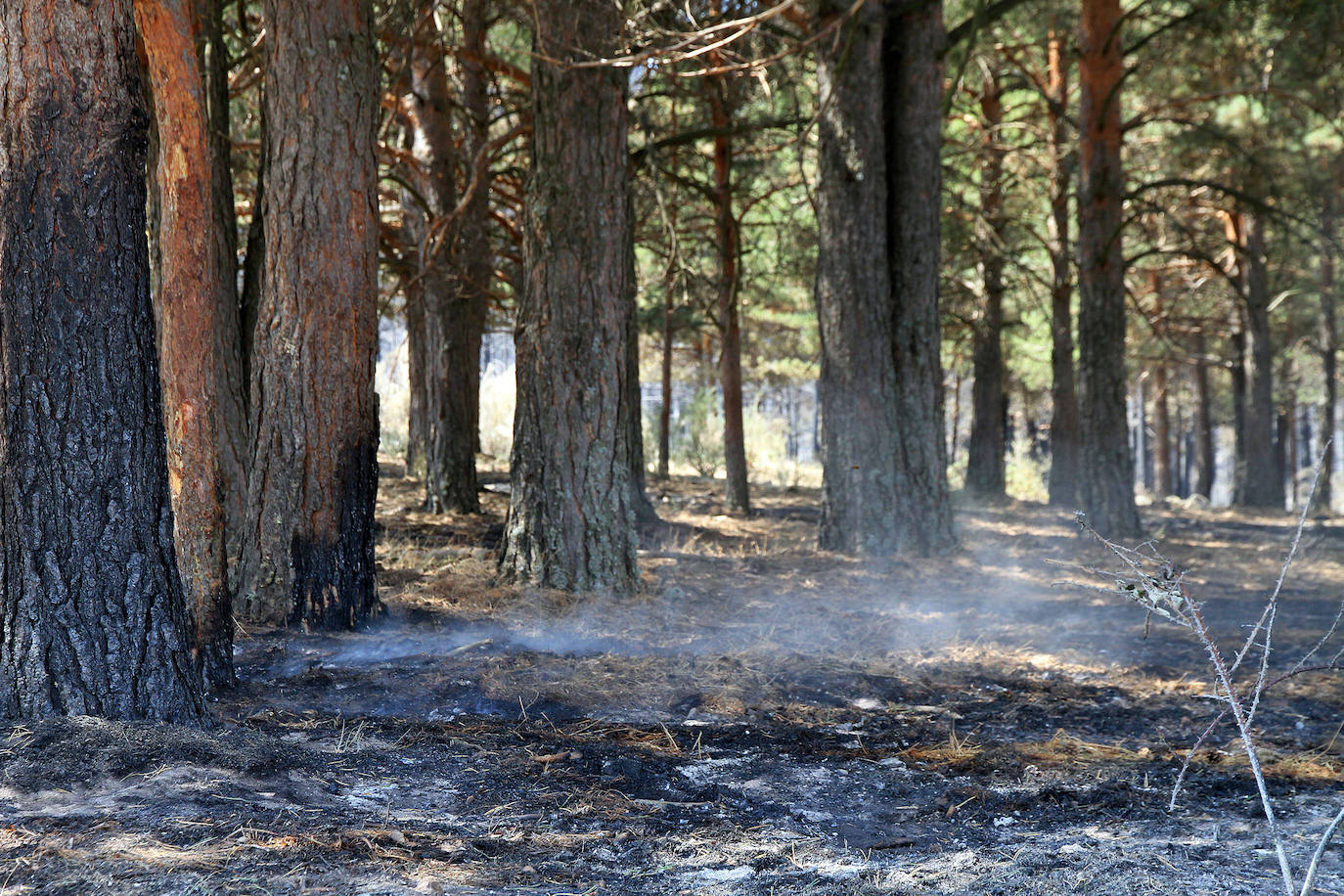 Terreno de pinar en el piedemonte de la sierra calcinado por el fuego declarado el pasado viernes en Navafría. 