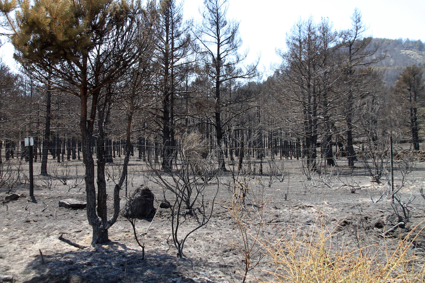 Terreno de pinar en el piedemonte de la sierra calcinado por el fuego declarado el pasado viernes en Navafría. 