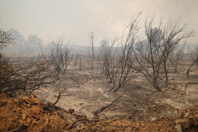 Fotos: El incendio de Losacio en imágenes