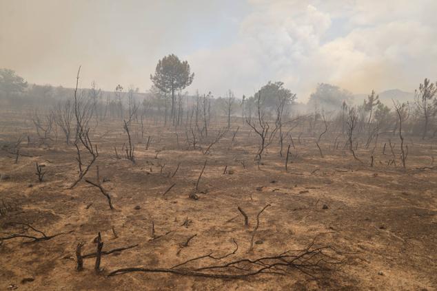 Fotos: El incendio de Losacio en imágenes