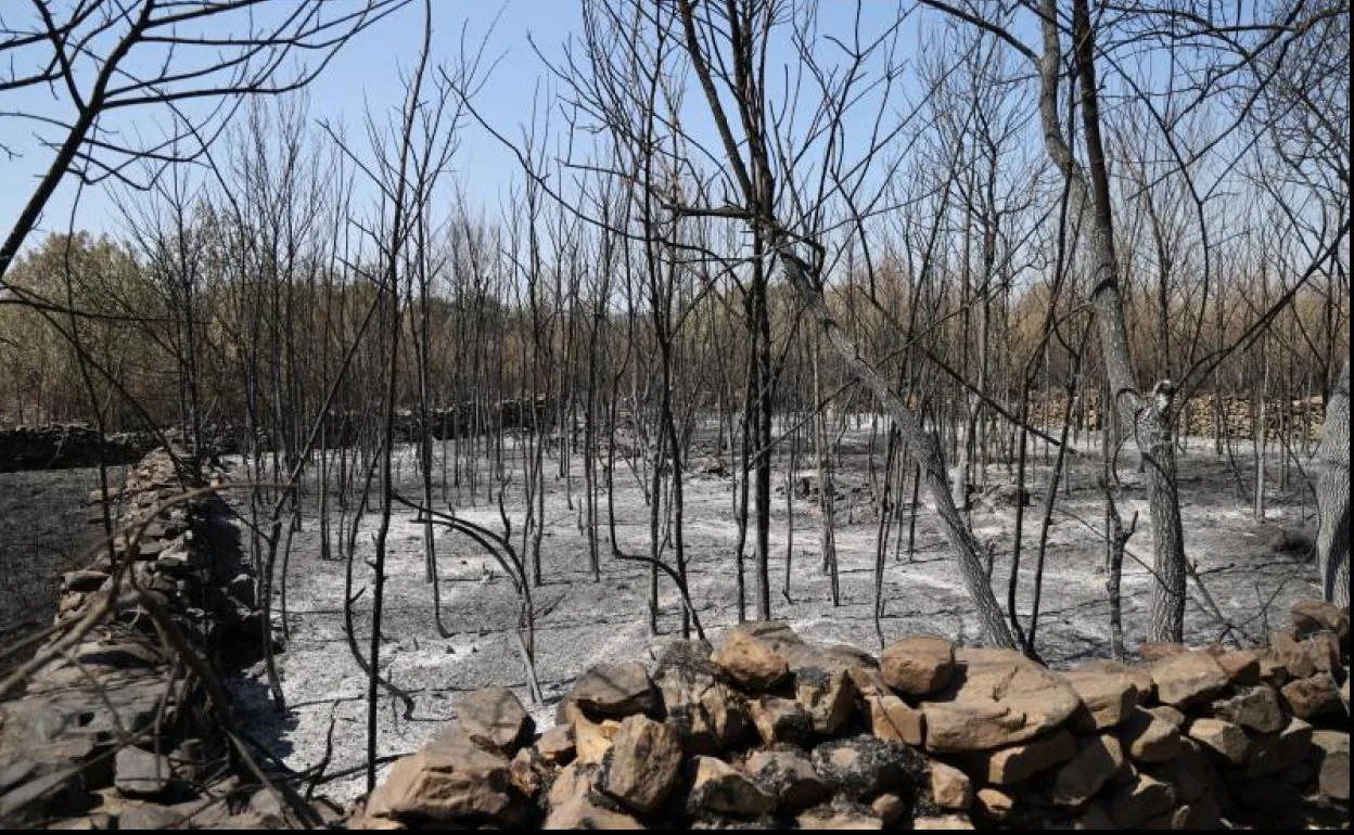 Bosque calcinado en el incendio de Losacio.