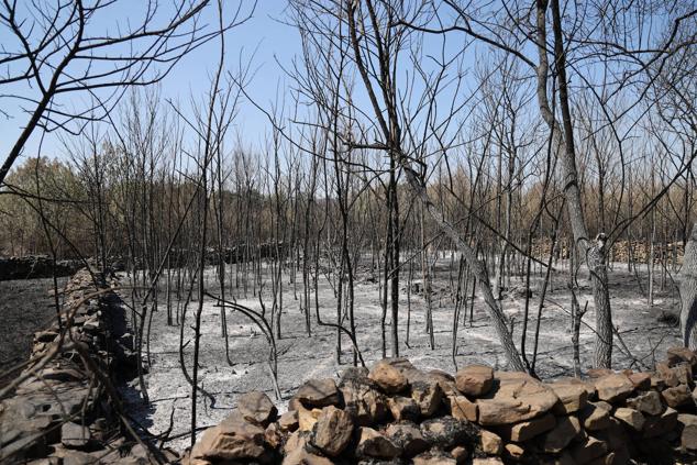 Fotos: Incendio de Losacio: Los ganaderos son obligados a trasladar su ganado