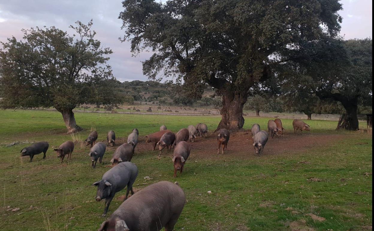Los cerdos aprovechan la bellota en una dehesa en la provincia de Salamanca. 