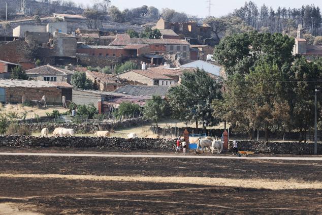 Fotos: San Martín de Tábara: El día después al voraz incendio