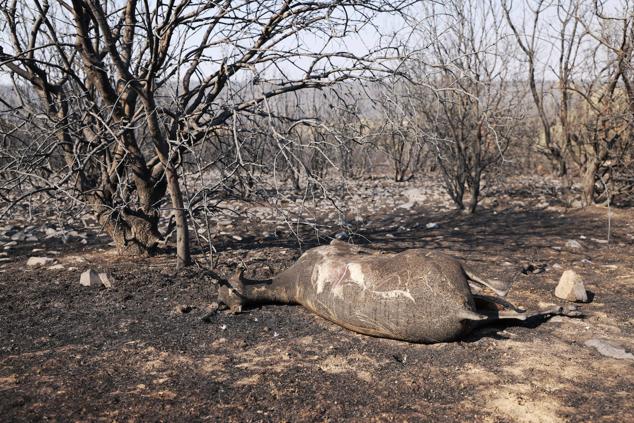 Fotos: Desolación e incredulidad de los vecinos de San Martín de Tábara al ver el paisaje