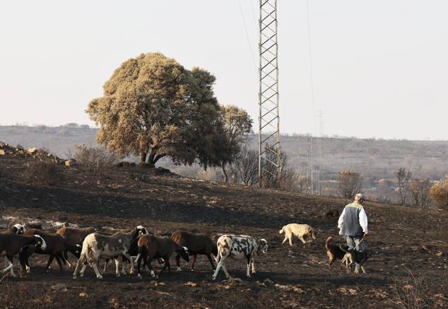 Fotos: San Martín de Tábara: El día después al voraz incendio