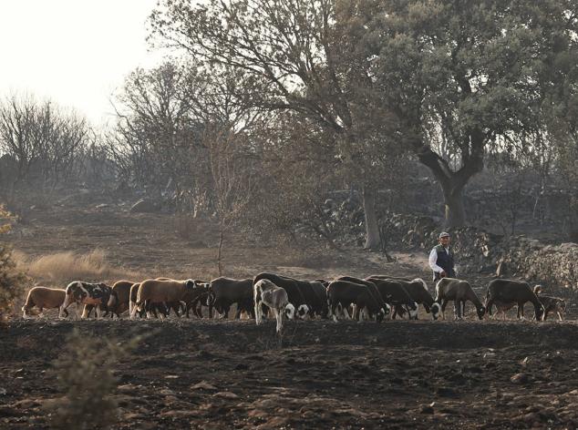 Fotos: San Martín de Tábara: El día después al voraz incendio