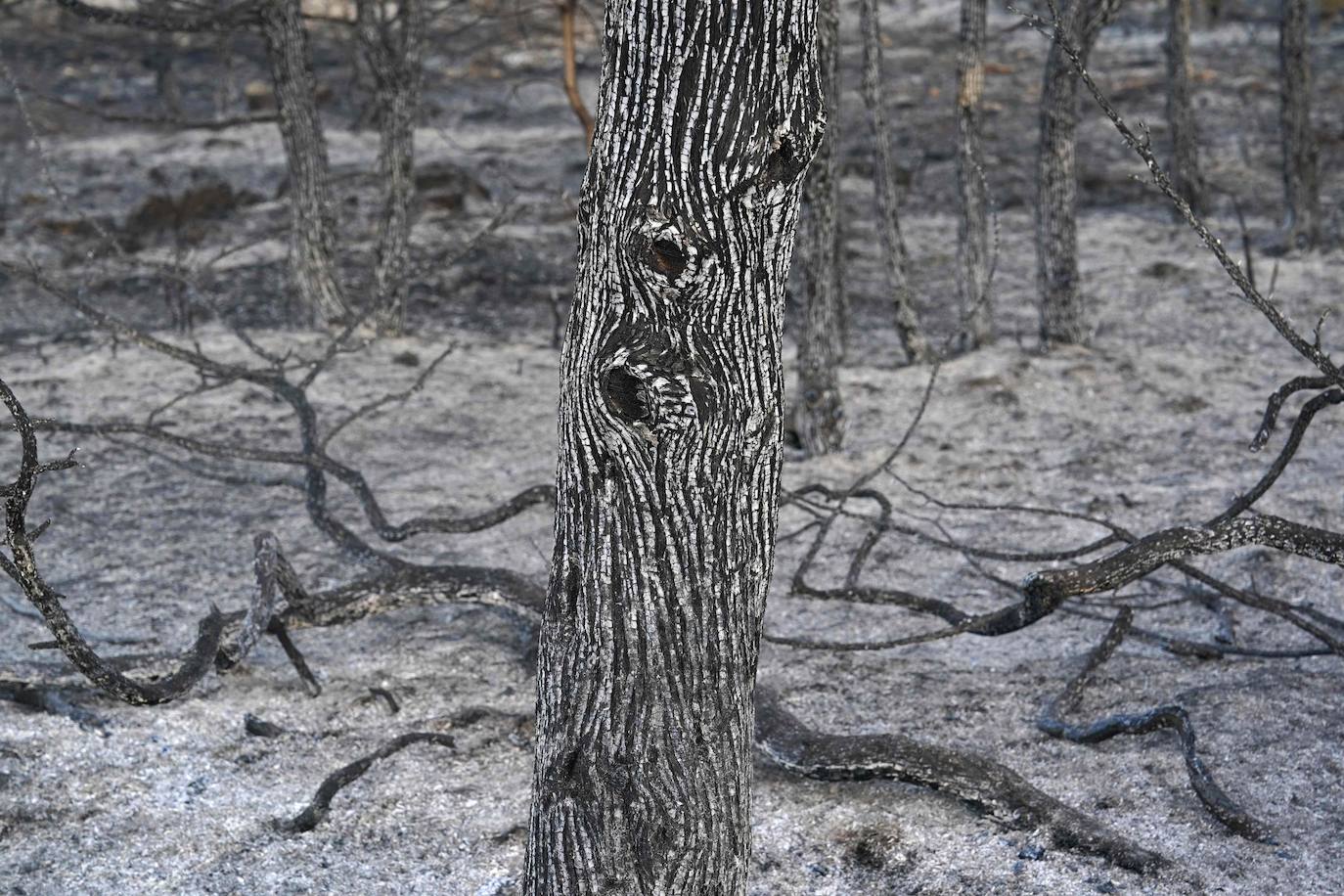 Fotos: Fuego en la comarca del Arlanza (Burgos)