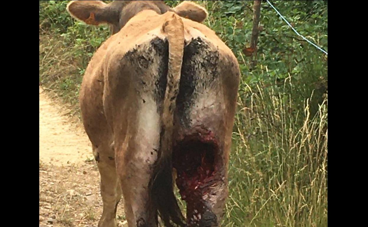 Heridas provocadas por los lobos.