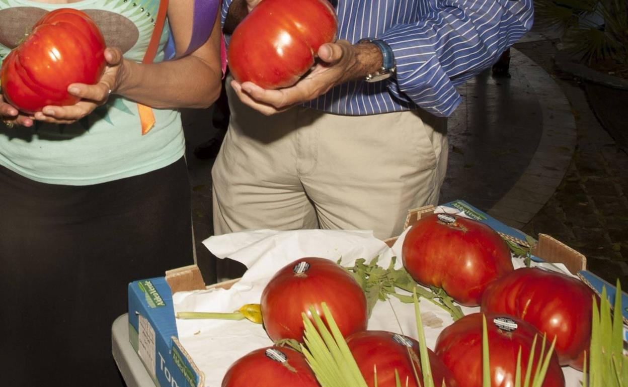Tomate 'huevo de toro'. 