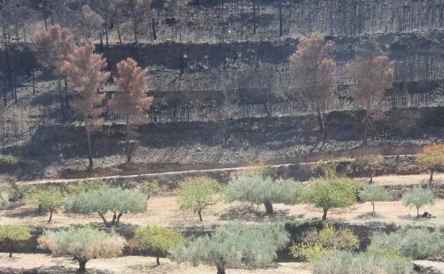 Paisaje en la zona de Gátova (Valencia) después de un incendio en el verano de 2017. Alternar cultivos en zonas de monte (mosaicos agroforestales) ayuda a frenar su propagación.