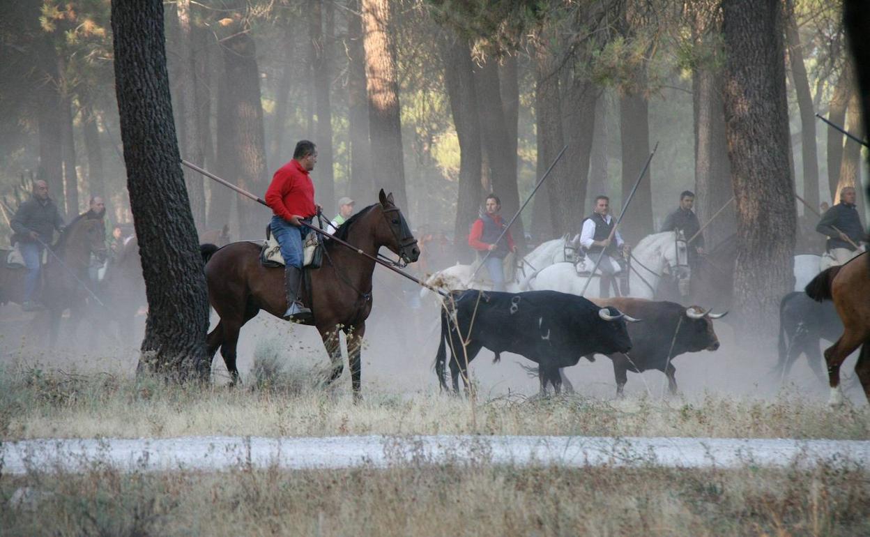 Más de 420 caballistas presentan su solicitud para los encierros de ...
