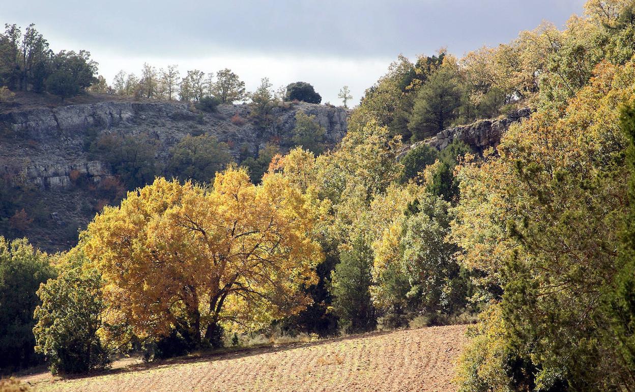 Sabinar de Ciria, en Borobia (Soria). 