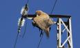 El Gobierno echa un cable a los pájaros