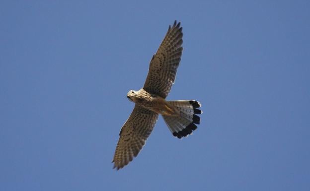 La Fiscalía investiga la muerte de aves electrocutadas en una finca de Alcazarén