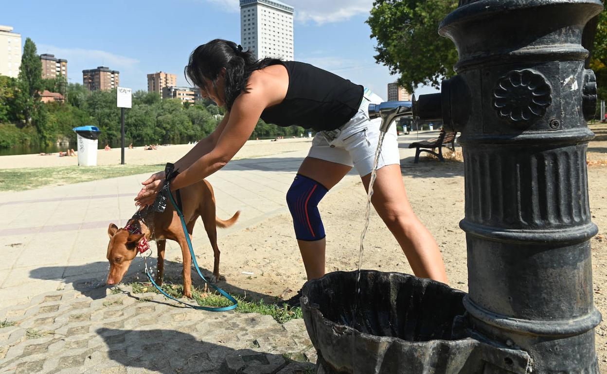 Una joven refresca a su perro en la playa de las Moreras de Valladolid. 