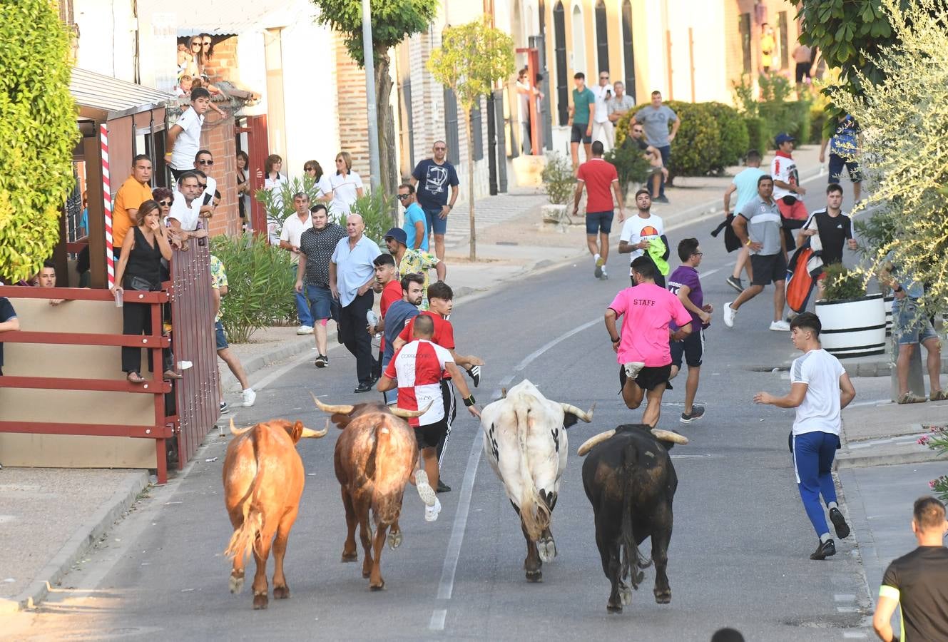 Fotos: Segundo encierro diurno de las fiestas de La Seca