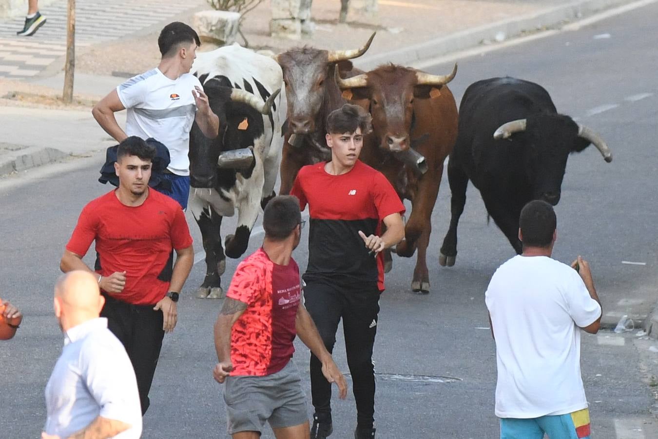 Fotos: Segundo encierro diurno de las fiestas de La Seca