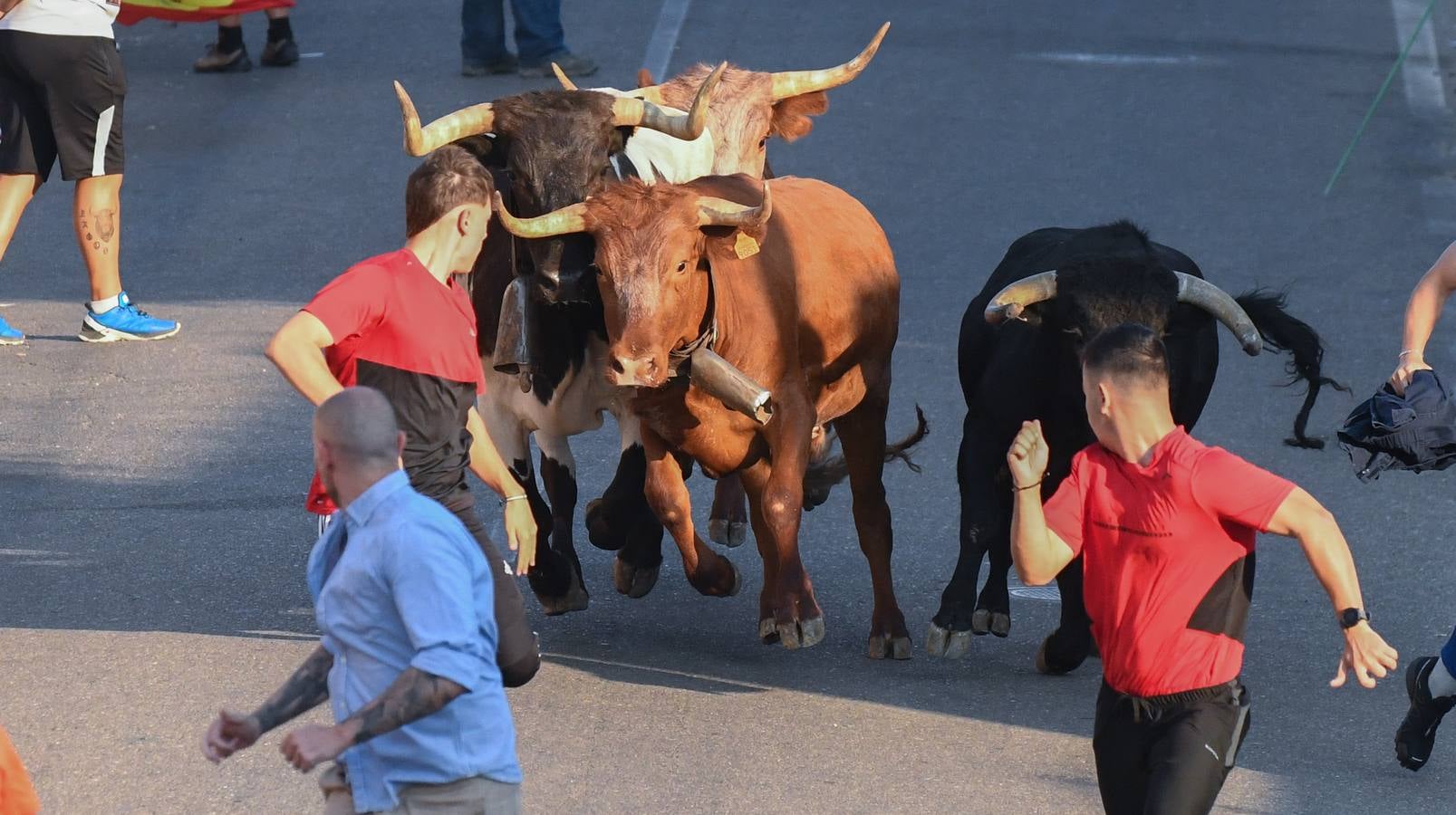 Fotos: Segundo encierro diurno de las fiestas de La Seca