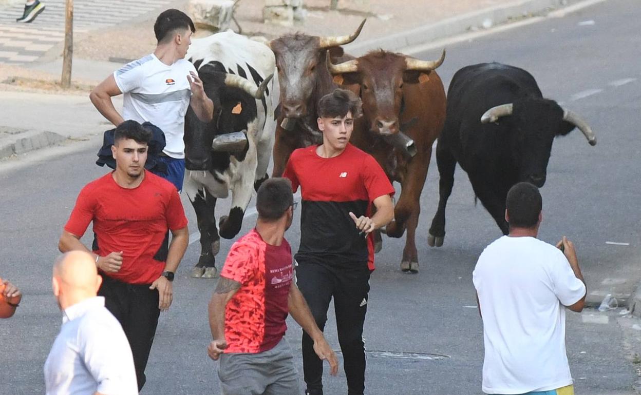 Encierro urbano de La Seca este sábado.