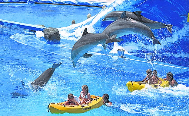 Niños disfrutan del delfinario del Shark Aquarium en Costa Adeje, Tenerife.